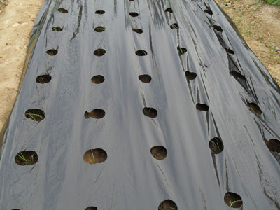 Mulch Films Mulch Films